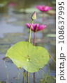 Nature photo film: Lotus flowers. This is beautifull flowers. 108637995