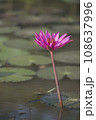 Nature photo film: Lily flowers. This is beautifull flowers. 108637996