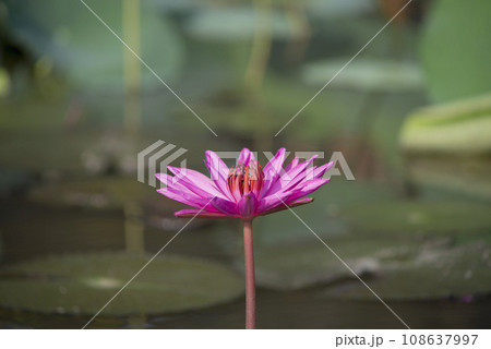 Nature photo film: Lily flowers. This is beautifull flowers. Nature photo film: Lily flowers. This is beautifull flowers. 108637997