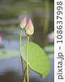 Nature photo film: Lotus flowers. This is beautifull flowers. 108637998