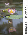 Nature photo film: Lotus flowers. This is beautifull flowers. 108637999