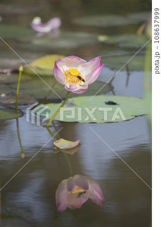Nature photo film: Lotus flowers. This is beautifull flowers. Nature photo film: Lotus flowers. This is beautifull flowers. 108637999