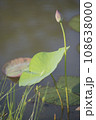 Nature photo film: Lotus flowers. This is beautifull flowers. 108638000