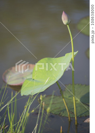 Nature photo film: Lotus flowers. This is beautifull flowers. Nature photo film: Lotus flowers. This is beautifull flowers. 108638000