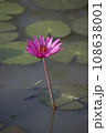Nature photo film: Lily flowers. This is beautifull flowers. 108638001