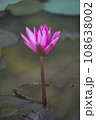 Nature photo film: Lily flowers. This is beautifull flowers. 108638002