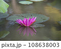 Nature photo film: Lily flowers. This is beautifull flowers. 108638003