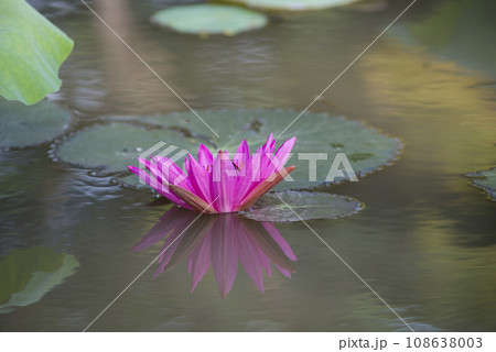 Nature photo film: Lily flowers. This is beautifull flowers. 108638003