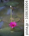 Nature photo film: Lily flowers. This is beautifull flowers. 108638004