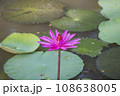 Nature photo film: Lily flowers. This is beautifull flowers. 108638005
