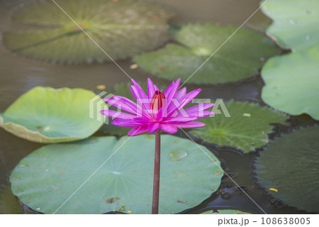 Nature photo film: Lily flowers. This is beautifull flowers. 108638005