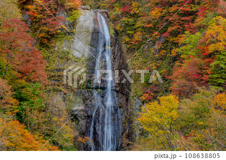 白山白川郷ホワイトロード しりたか滝 紅葉 白山白川郷ホワイトロード しりたか滝 紅葉 108638805