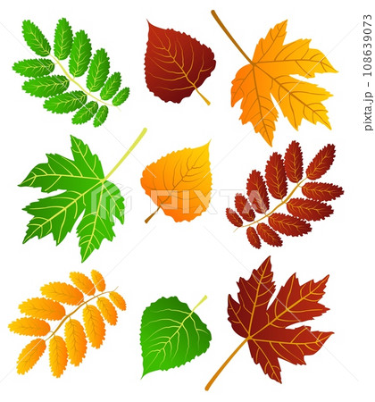 Set of autumn leaves, different colors on white background with shadow. Concept - autumn, autumn mood. Isolated autumn elements for design. Maple leaves, birch leaves Set of autumn leaves, different colors on white background with shadow. Concept - autumn, autumn mood. Isolated autumn elements for design. Maple leaves, birch leaves 108639073