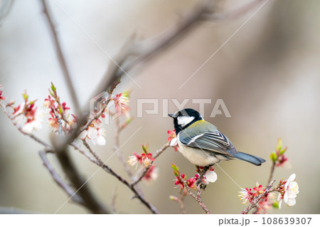 梅の樹にとまって餌を探しているシジュウカラ 108639307