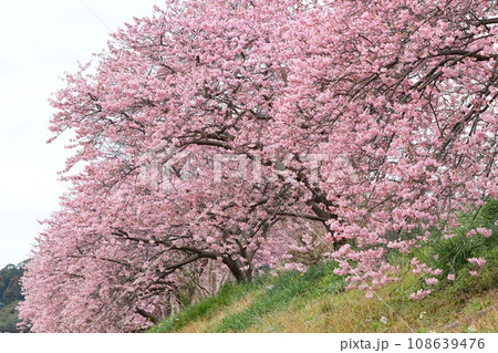 河津桜　早春に咲くピンク色の桜　下賀茂温泉付近　青野川沿い 108639476