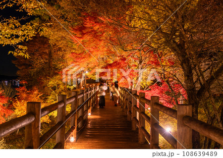 《山梨県》山中湖紅葉ライトアップ・旭日丘湖畔緑地公園 《山梨県》山中湖紅葉ライトアップ・旭日丘湖畔緑地公園 108639489