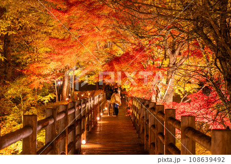 《山梨県》山中湖紅葉ライトアップ・旭日丘湖畔緑地公園 108639492