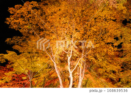 《山梨県》山中湖紅葉ライトアップ・旭日丘湖畔緑地公園 《山梨県》山中湖紅葉ライトアップ・旭日丘湖畔緑地公園 108639536