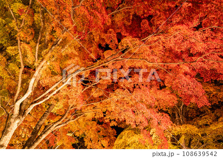 《山梨県》山中湖紅葉ライトアップ・旭日丘湖畔緑地公園 《山梨県》山中湖紅葉ライトアップ・旭日丘湖畔緑地公園 108639542