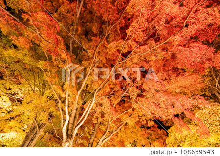 《山梨県》山中湖紅葉ライトアップ・旭日丘湖畔緑地公園 《山梨県》山中湖紅葉ライトアップ・旭日丘湖畔緑地公園 108639543
