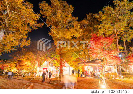 《山梨県》山中湖紅葉ライトアップ・旭日丘湖畔緑地公園 《山梨県》山中湖紅葉ライトアップ・旭日丘湖畔緑地公園 108639559