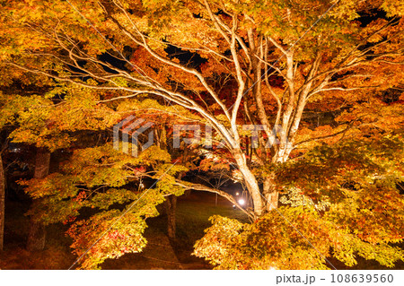《山梨県》山中湖紅葉ライトアップ・旭日丘湖畔緑地公園 《山梨県》山中湖紅葉ライトアップ・旭日丘湖畔緑地公園 108639560