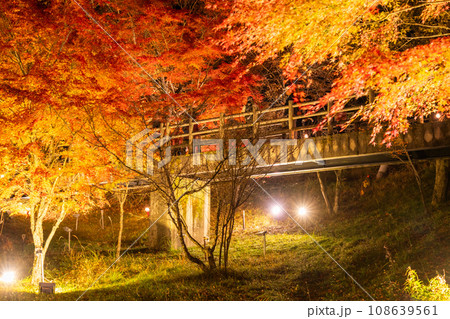 《山梨県》山中湖紅葉ライトアップ・旭日丘湖畔緑地公園 《山梨県》山中湖紅葉ライトアップ・旭日丘湖畔緑地公園 108639561