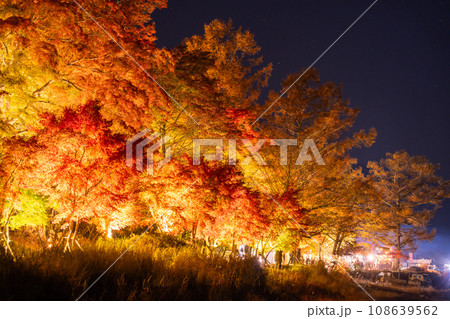 《山梨県》山中湖紅葉ライトアップ・旭日丘湖畔緑地公園 《山梨県》山中湖紅葉ライトアップ・旭日丘湖畔緑地公園 108639562