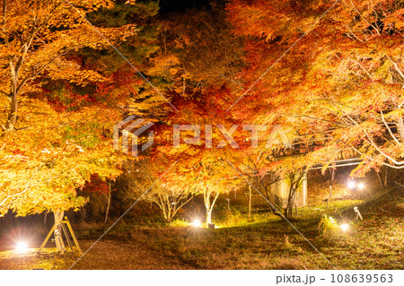《山梨県》山中湖紅葉ライトアップ・旭日丘湖畔緑地公園 《山梨県》山中湖紅葉ライトアップ・旭日丘湖畔緑地公園 108639563