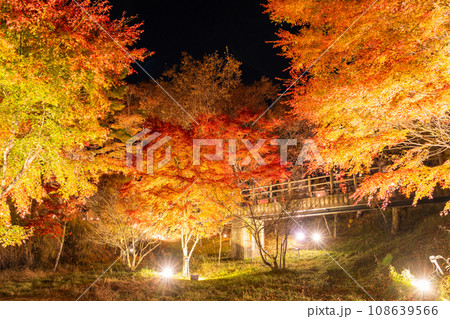 《山梨県》山中湖紅葉ライトアップ・旭日丘湖畔緑地公園 《山梨県》山中湖紅葉ライトアップ・旭日丘湖畔緑地公園 108639566