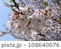 晴れの日の桜 108640076
