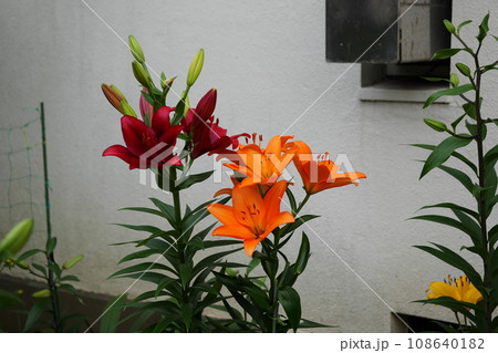 習志野台の花 108640182