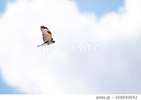 大空を背景に獲物を探して飛翔するノスリ 108640642