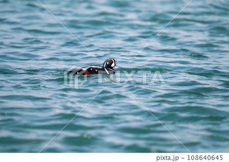 港の中で波間を漂うシノリガモ 港の中で波間を漂うシノリガモ 108640645