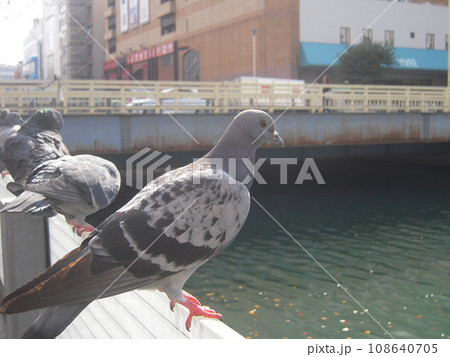 動物写真 北幸 欄干に留まる鳩 動物写真 北幸 欄干に留まる鳩 108640705