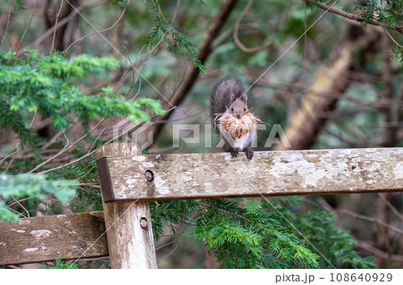 巣材を咥えてひと休みしているエゾリス 巣材を咥えてひと休みしているエゾリス 108640929