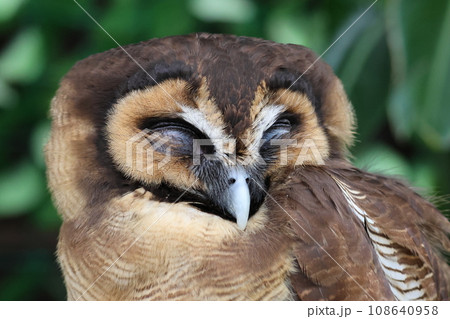 眠たいフクロウ 108640958