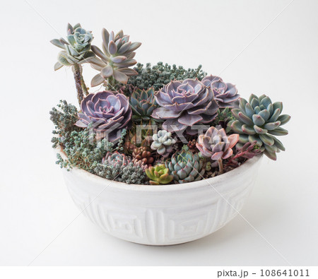 Succulent in white ceramic pot. Echeveria, Graptosedum and Sedum succulent on white background. 108641011