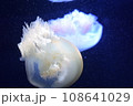暗い海を漂うクラゲ 108641029