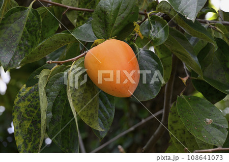 木になっている柿 木になっている柿 108641073