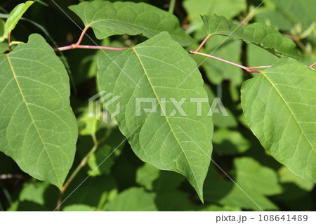 Japanese knotweed 108641489