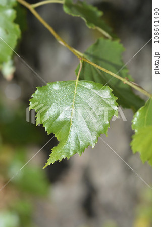 Common birch Common birch 108641490