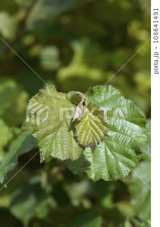 Common hazel Common hazel 108641491