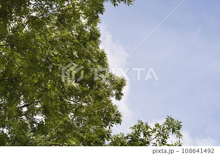 Common ash Common ash 108641492