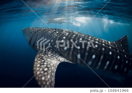 Whale shark and woman on the background in blue ocean. 108641966