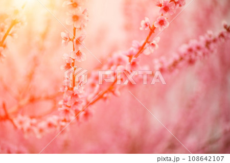 A peach blooms in the spring garden. Beautiful bright pale pink background. A flowering tree branch in selective focus. A dreamy romantic image of spring. Atmospheric natural background 108642107