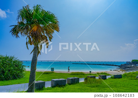 ヤシの木のある海岸と伊良部大橋 108642183
