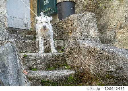 ペットであるミニチュアシュナウザーを撮影したもの ペットであるミニチュアシュナウザーを撮影したもの 108642455
