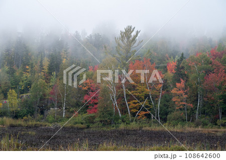 霧に包まれる紅葉の情景　カナダ　ケベック州　モントランブラン 108642600