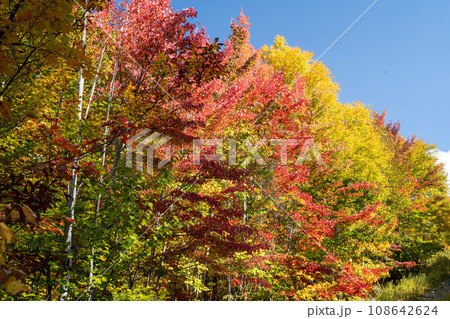 青空バックに映える紅葉　カナダ　ケベック州　モントランブラン 108642624